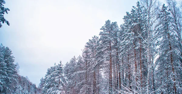Bosque de invierno congelado con árboles cubiertos de nieve. —  Fotos de Stock