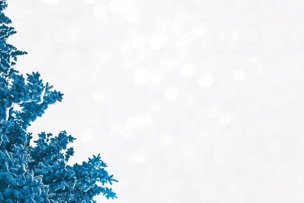 Die Äste des schneebedeckten Weihnachtsbaums — Stockfoto
