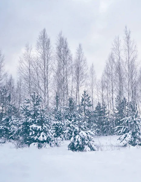 雪に覆われた木々が凍る冬の森. — ストック写真