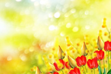 Parlak ve renkli çiçek Lale