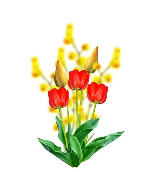 Frühling Blumen Tulpen isoliert auf weißem Hintergrund. — Stockfoto