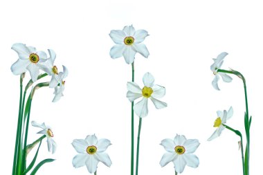 våren blommor narcissus isolerad på vit bakgrund