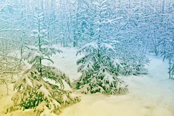 Gefrorener Winterwald mit schneebedeckten Bäumen. — Stockfoto