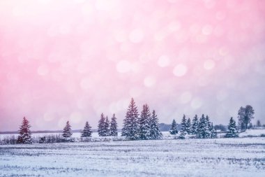  Karla kaplı ağaçlarla donuk kış ormanı.