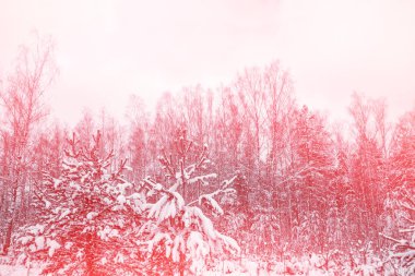  Karla kaplı ağaçlarla donuk kış ormanı.