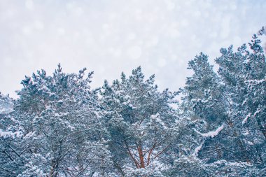  Karla kaplı ağaçlarla donuk kış ormanı.
