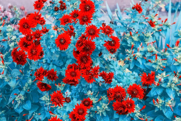 Fiori di crisantemo colorati su uno sfondo del lan autunnale — Foto Stock