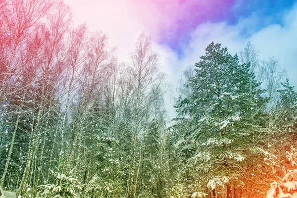 Fryst vinterskog med snötäckta träd. — Stockfoto