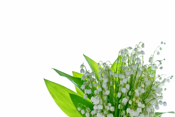 Lily of the valley bloem op witte achtergrond — Stockfoto