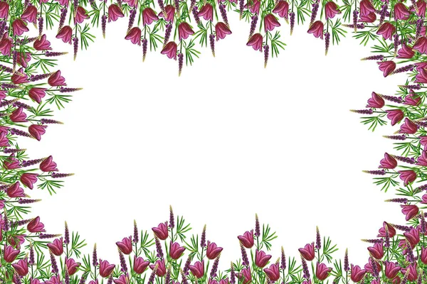 ดอกไม้ลูปีนสดใสและดอกทิวลิปแยกกันบนพื้นหลังสีขาว — ภาพถ่ายสต็อก