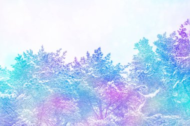  Karla kaplı ağaçlarla donuk kış ormanı.