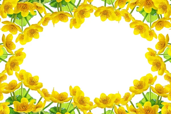 Bright yellow spring flowers on a white background. — Stock Photo, Image