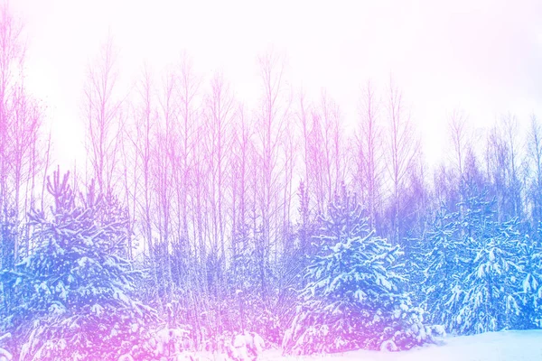 Frozen winter forest with snow covered trees. — Stock Photo, Image