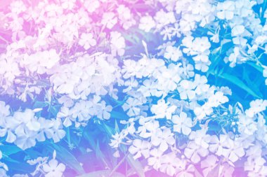 Yaz landscap bir arka plan üzerinde renkli parlak phlox çiçekler