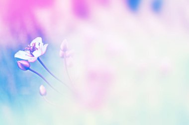 Çim bulanık görüntü. 