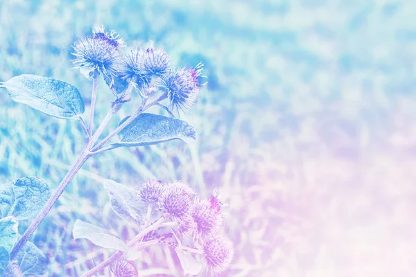 Blommande stor kardborre (arctium lappa) — Stockfoto