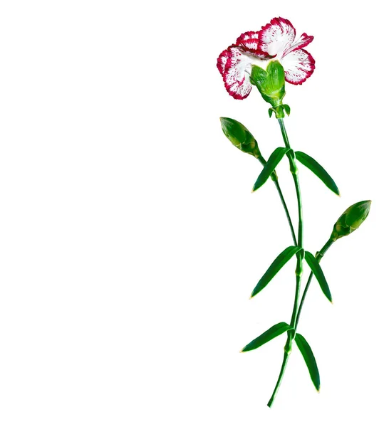 Kolorowe kwiaty goździków — Zdjęcie stockowe