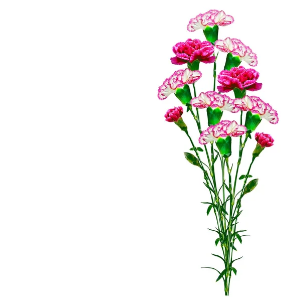 Coloridas flores de clavel — Foto de Stock