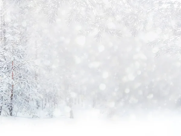 Bevroren winterbos met besneeuwde bomen. — Stockfoto