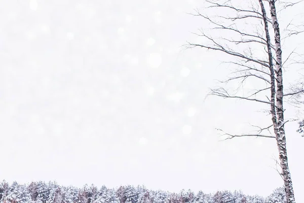 Floresta de inverno congelada com árvores cobertas de neve. — Fotografia de Stock