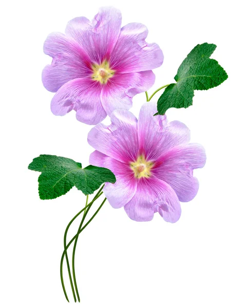 Mallow isolated on white background. bright flower — Stock Photo, Image