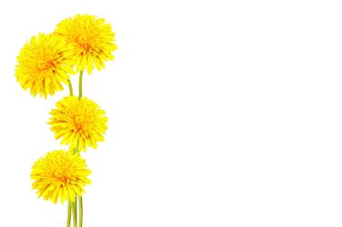 Kabarık karahindiba çiçeği beyaz arkaplanda izole edilmiş..