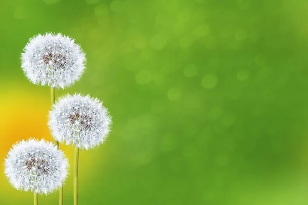 Fluffy dandelion flower against the background of the summer lan — Stock Photo, Image