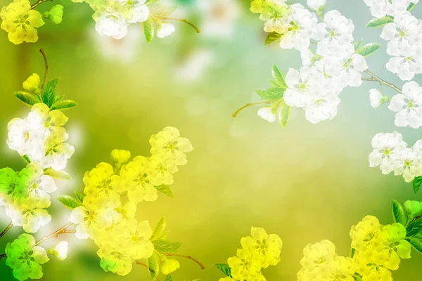 Heldere kleurrijke Lentebloemen — Stockfoto