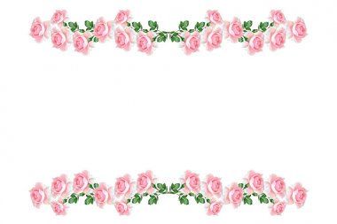 Çiçek tomurcuk gül beyaz bir arka plan üzerinde