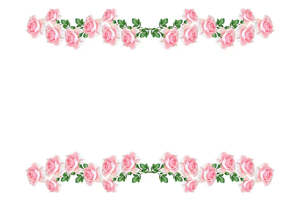 Rosas de brotes de flores sobre un fondo blanco — Foto de Stock