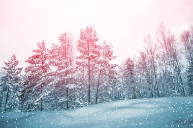  Karla kaplı ağaçlarla donuk kış ormanı.