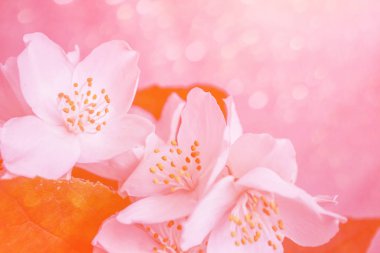 Yasemin şube hassas bahar çiçekleri beyaz