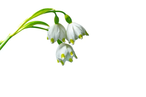 Primavera flor snowdrop isolado no fundo branco . — Fotografia de Stock