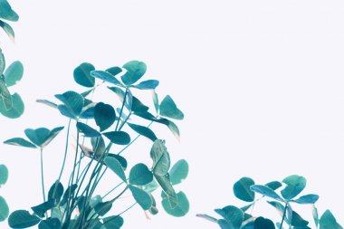 Yeşil yonca izole üzerinde beyaz arka plan bırakır. St.Patrick'ın 