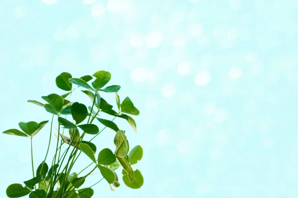 Green clover leaves on a background summer landscape — Stock Photo, Image