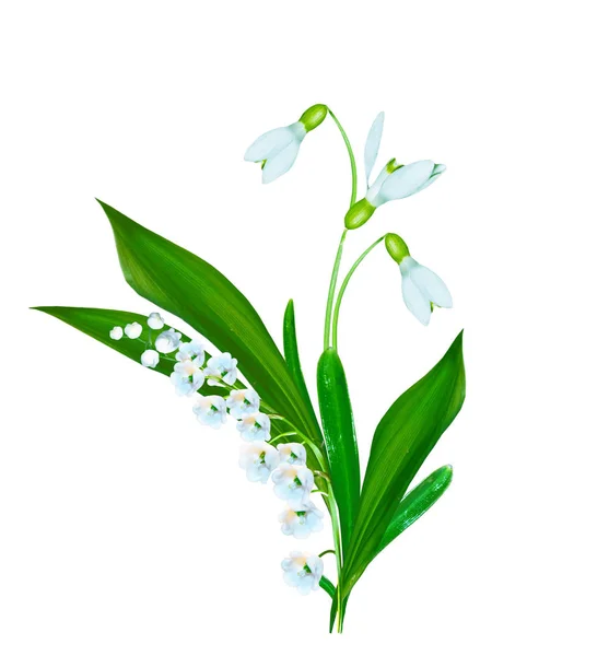 Våren blomma snowdrop — Stockfoto