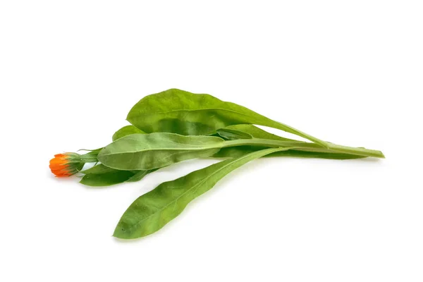 Heldere Goudsbloem bloemen geïsoleerd op witte achtergrond. — Stockfoto