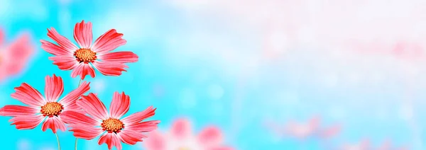 Colorful cosmos flowers on a background of summer landscape. — Stock Photo, Image