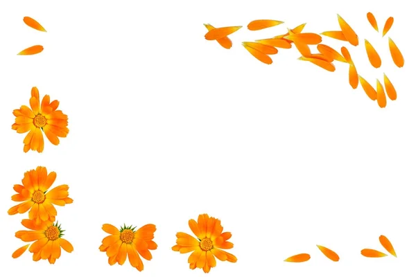 Bright marigold flowers isolated on white background. — Stok Foto