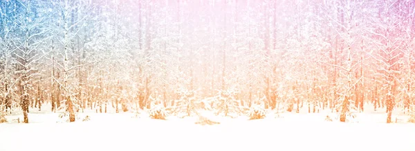 Bevroren winterbos met besneeuwde bomen. — Stockfoto