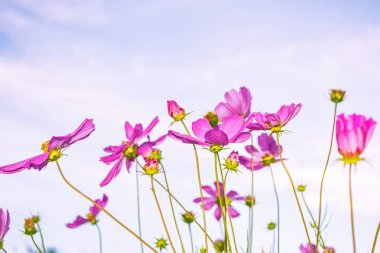 Yaz manzarasının arka planında renkli kozmos çiçekleri.
