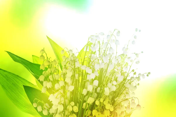 백합 꽃 — 스톡 사진
