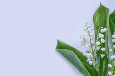 Vadi çiçeğinin zambağı 