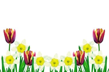 bahar çiçekleri beyaz arkaplanda izole laleler. 