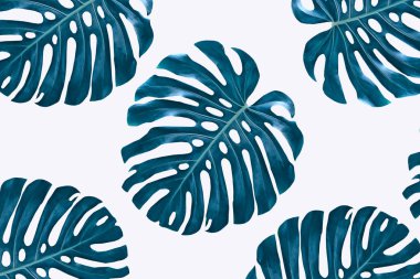 Tropikal çiçek monstera yaprak yeşil 