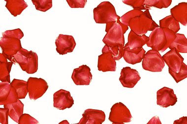 kırmızı gül yaprakları 