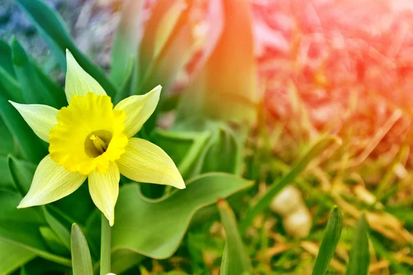 Helle und farbenfrohe Frühlingsblumen Narzissen. Landschaft — Stockfoto