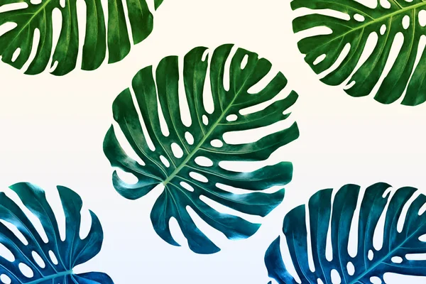 Groene blad van een tropische bloem monstera — Stockfoto