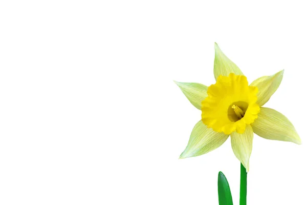 Fiori primaverili narciso isolato su sfondo bianco — Foto Stock