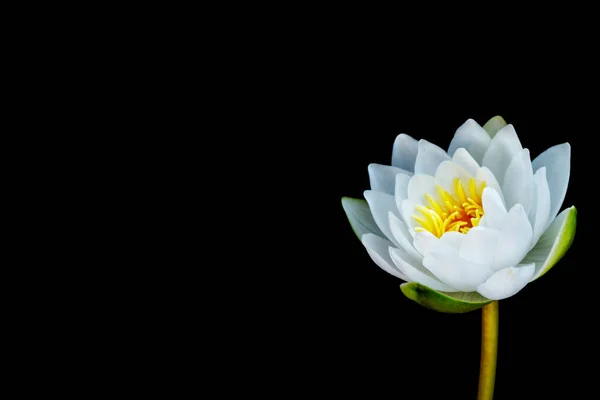 Flower water lily isolated on black background.